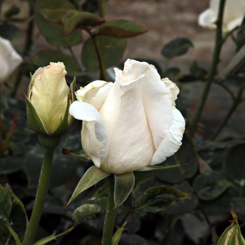 Rosa  Mount Shasta - bílá - Stromkové růže, květy kvetou ve skupinkách - stromková růže s rovnými stonky v koruně